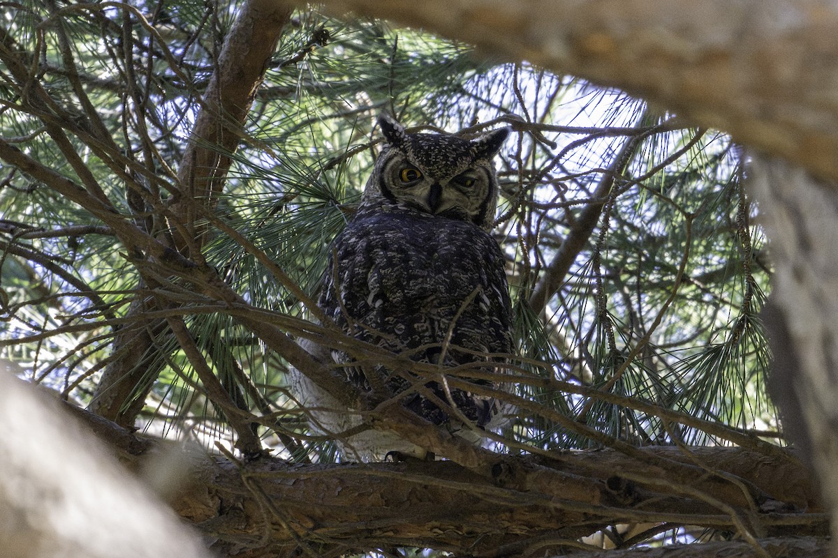 Spotted Eagle-Owl - ML620339703