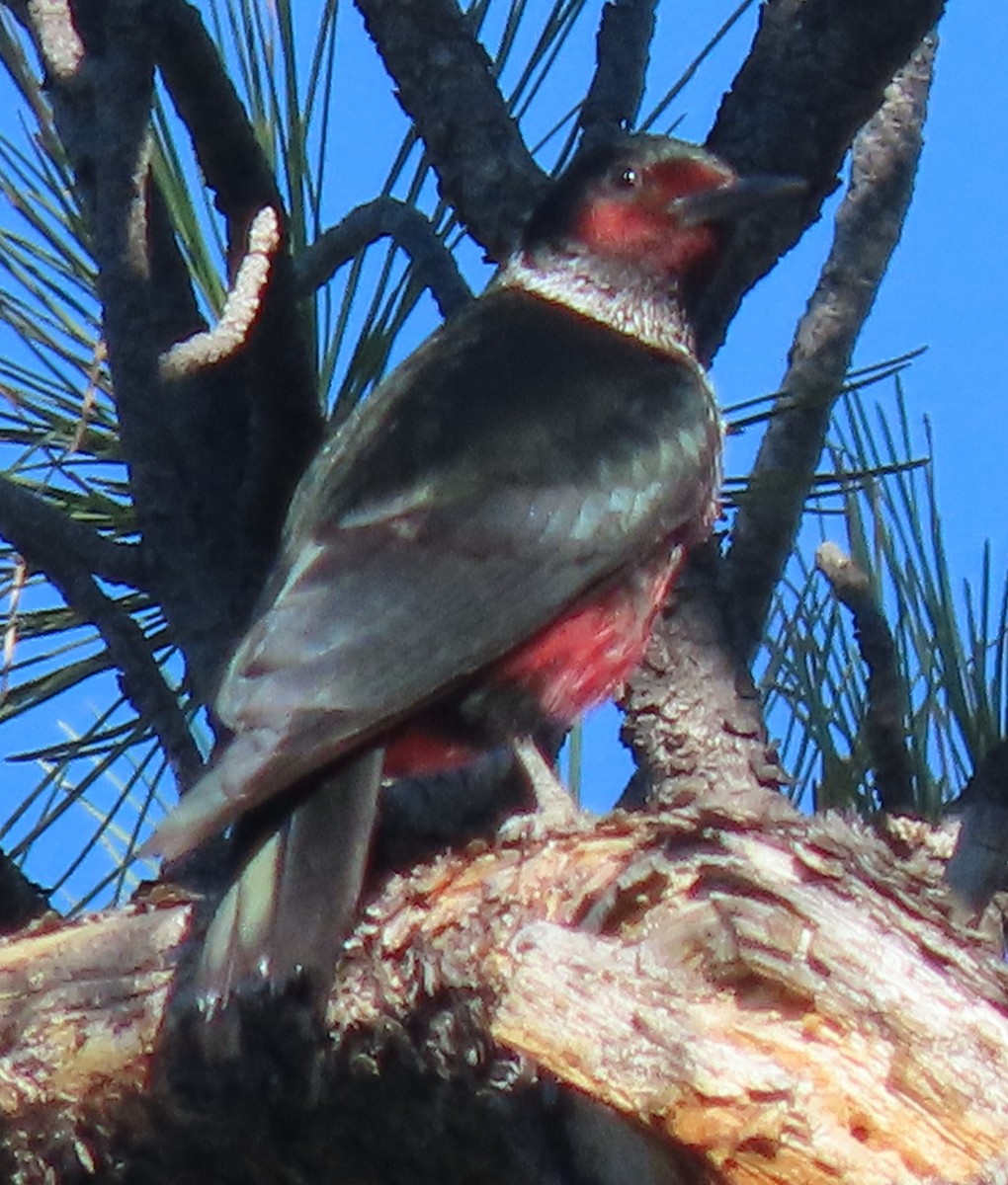 Lewis's Woodpecker - ML620339704