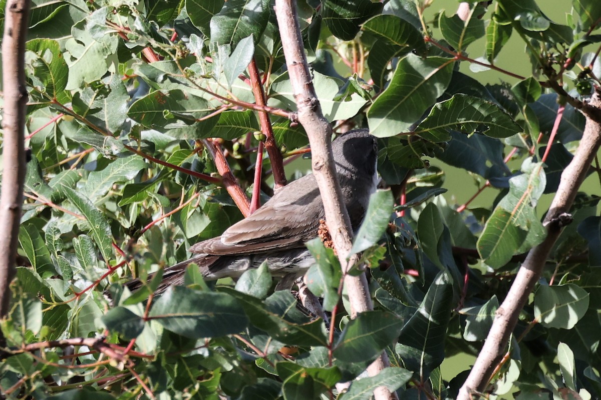 Eastern Orphean Warbler - Christophe PASQUIER