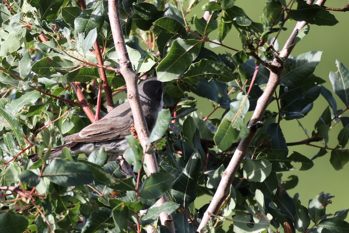 Eastern Orphean Warbler - ML620339717