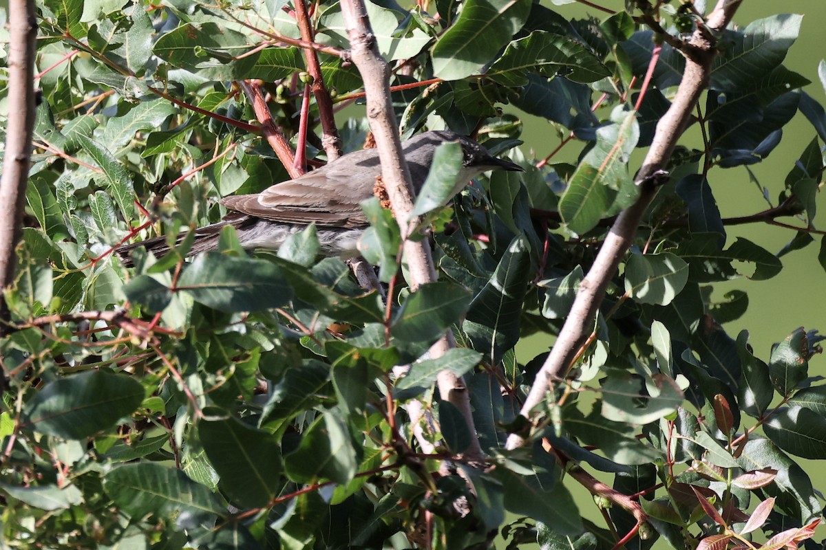 Eastern Orphean Warbler - ML620339719