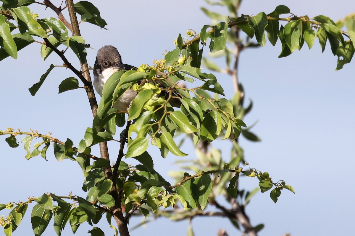 Eastern Orphean Warbler - ML620339735