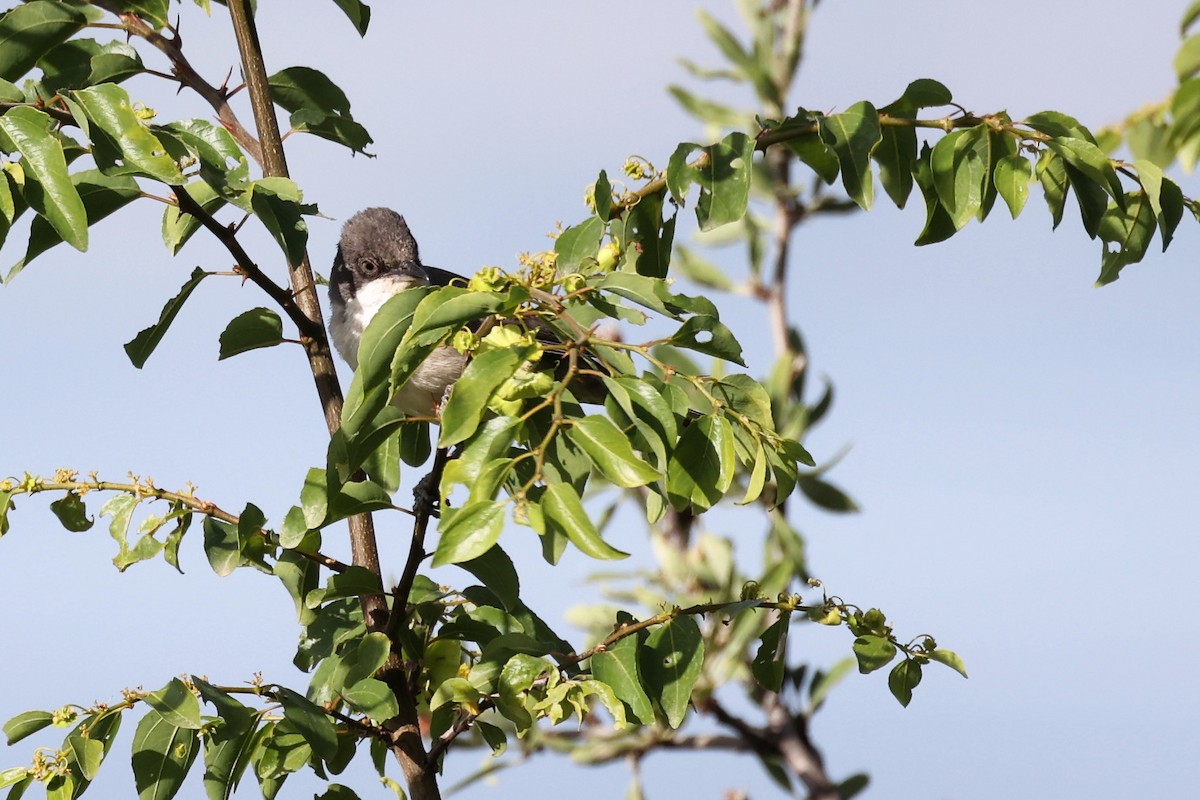 Eastern Orphean Warbler - ML620339736