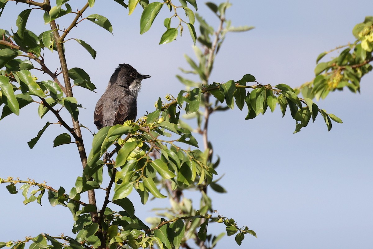 Eastern Orphean Warbler - ML620339740