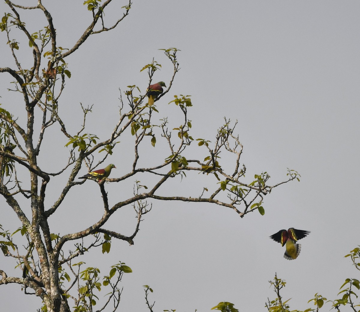 Thick-billed Green-Pigeon - ML620339745