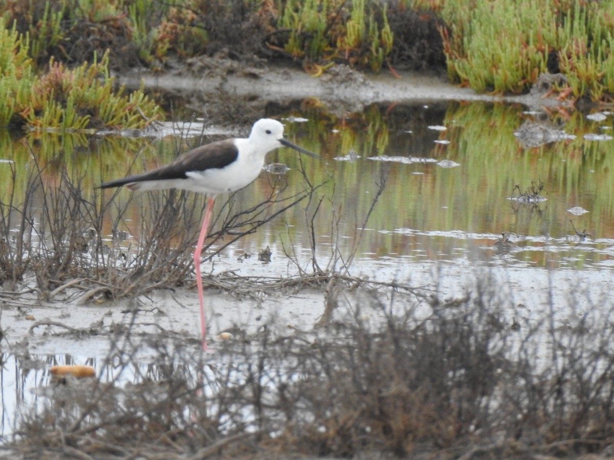 Black-winged Stilt - ML620339755