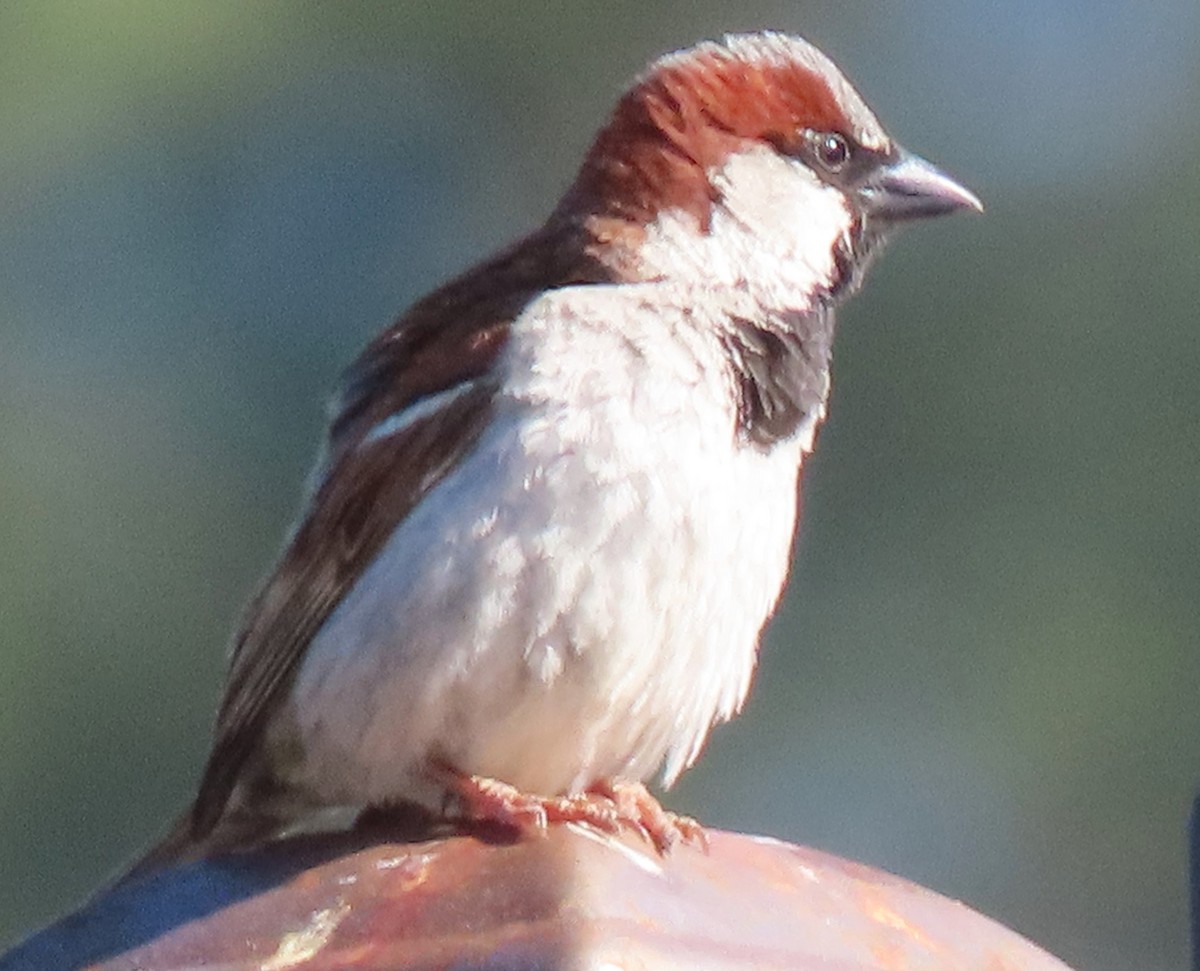 House Sparrow - ML620339759