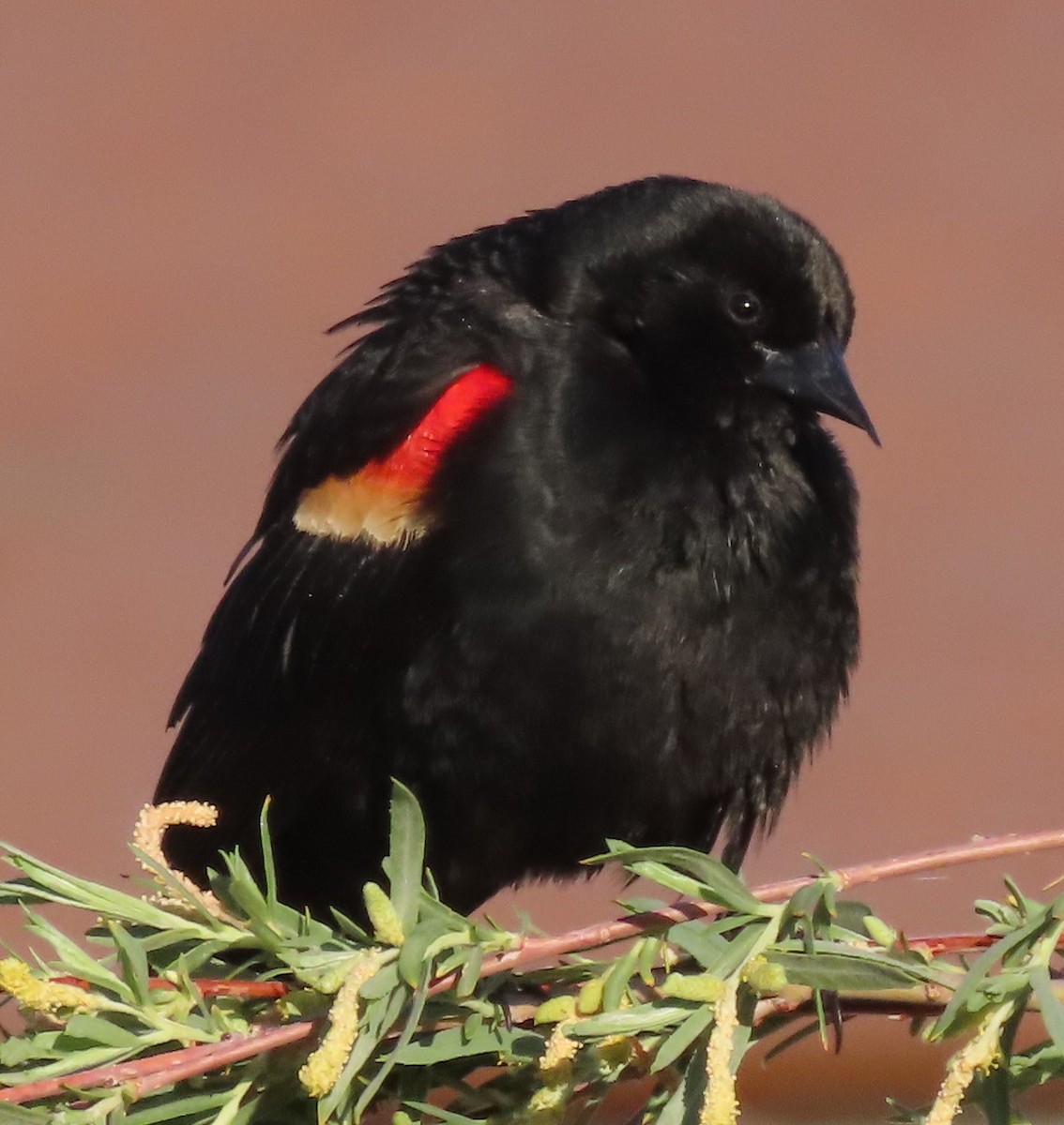 Red-winged Blackbird - ML620339769