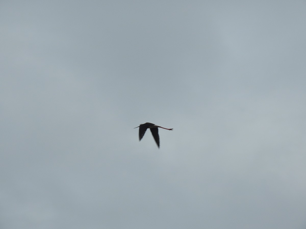 Black-winged Stilt - ML620339770