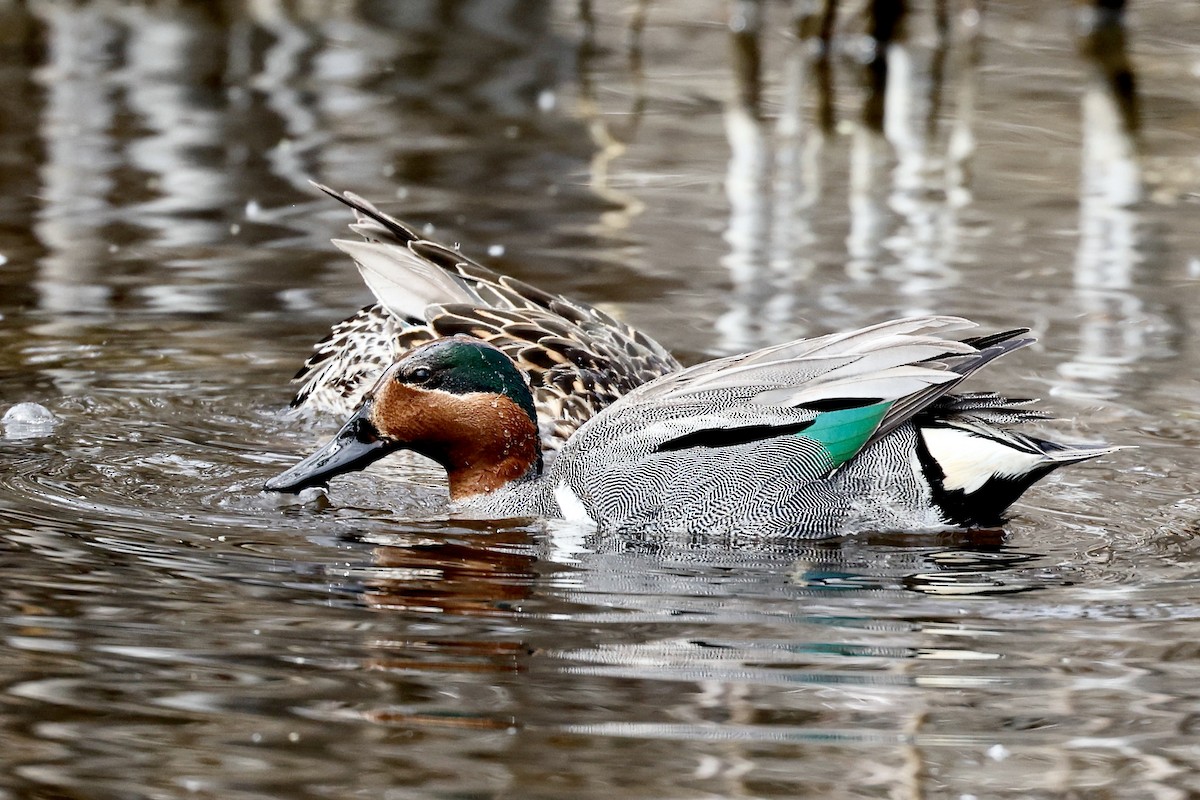Green-winged Teal - ML620339773