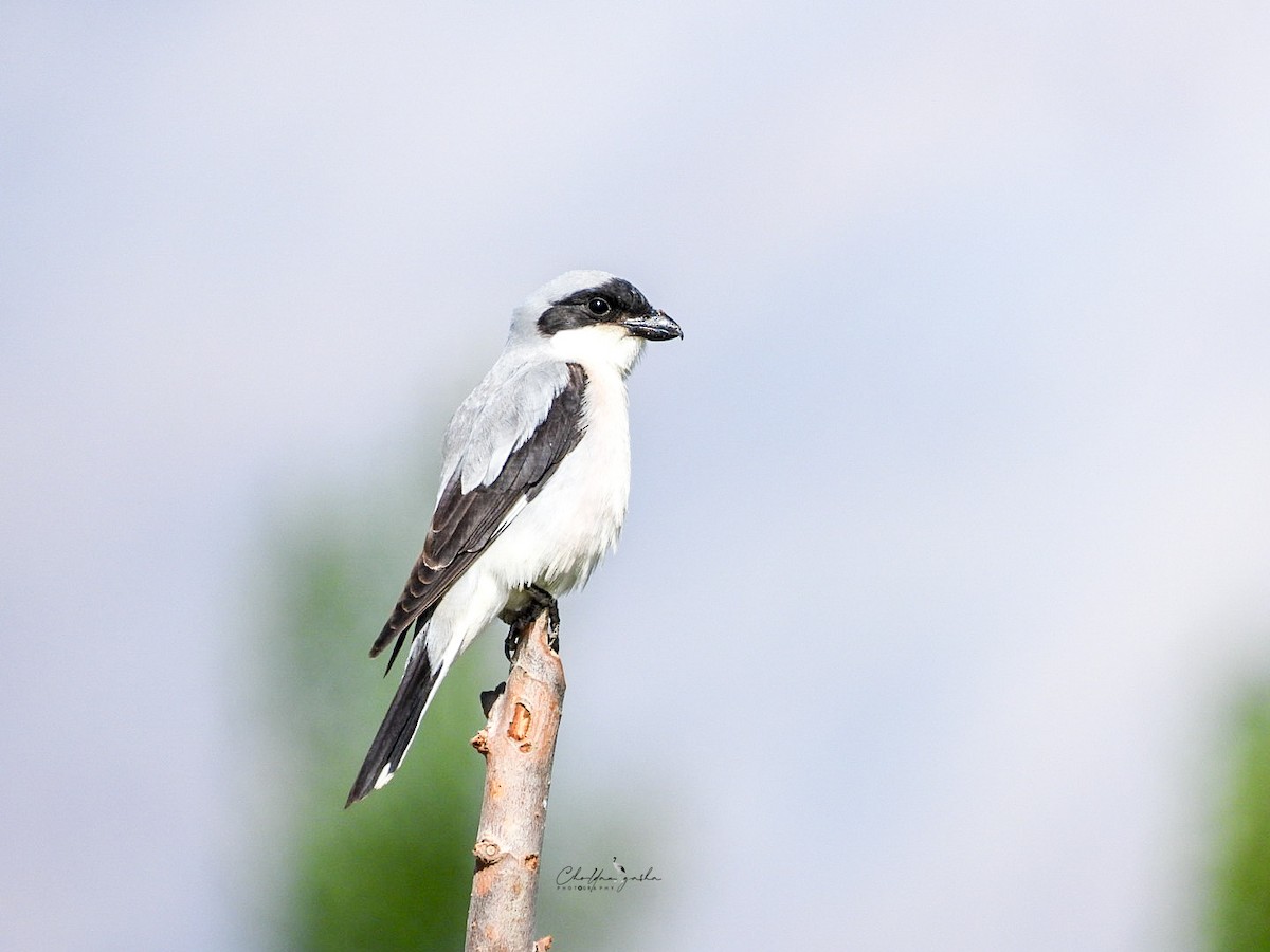 Lesser Gray Shrike - ML620339791