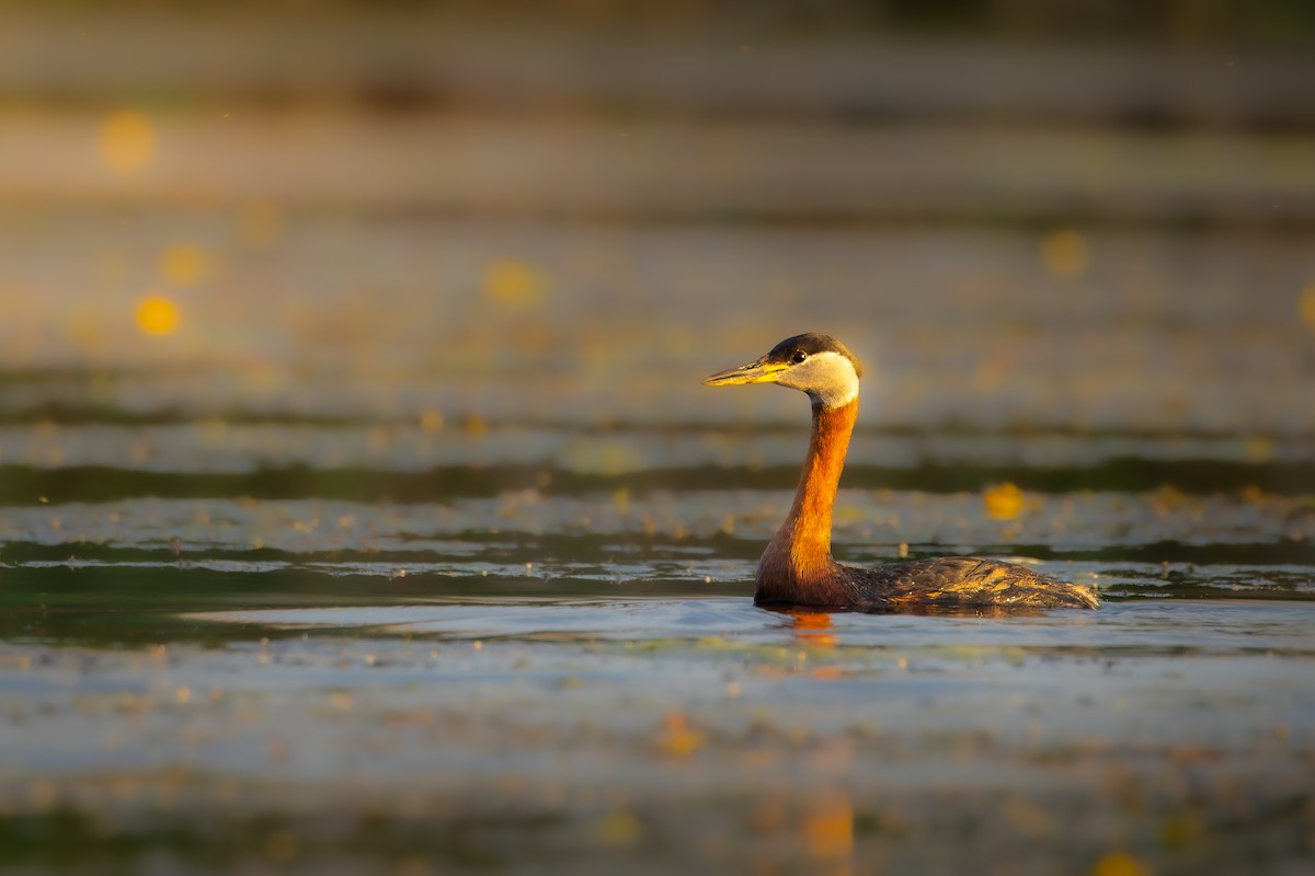 Red-necked Grebe - ML620339806