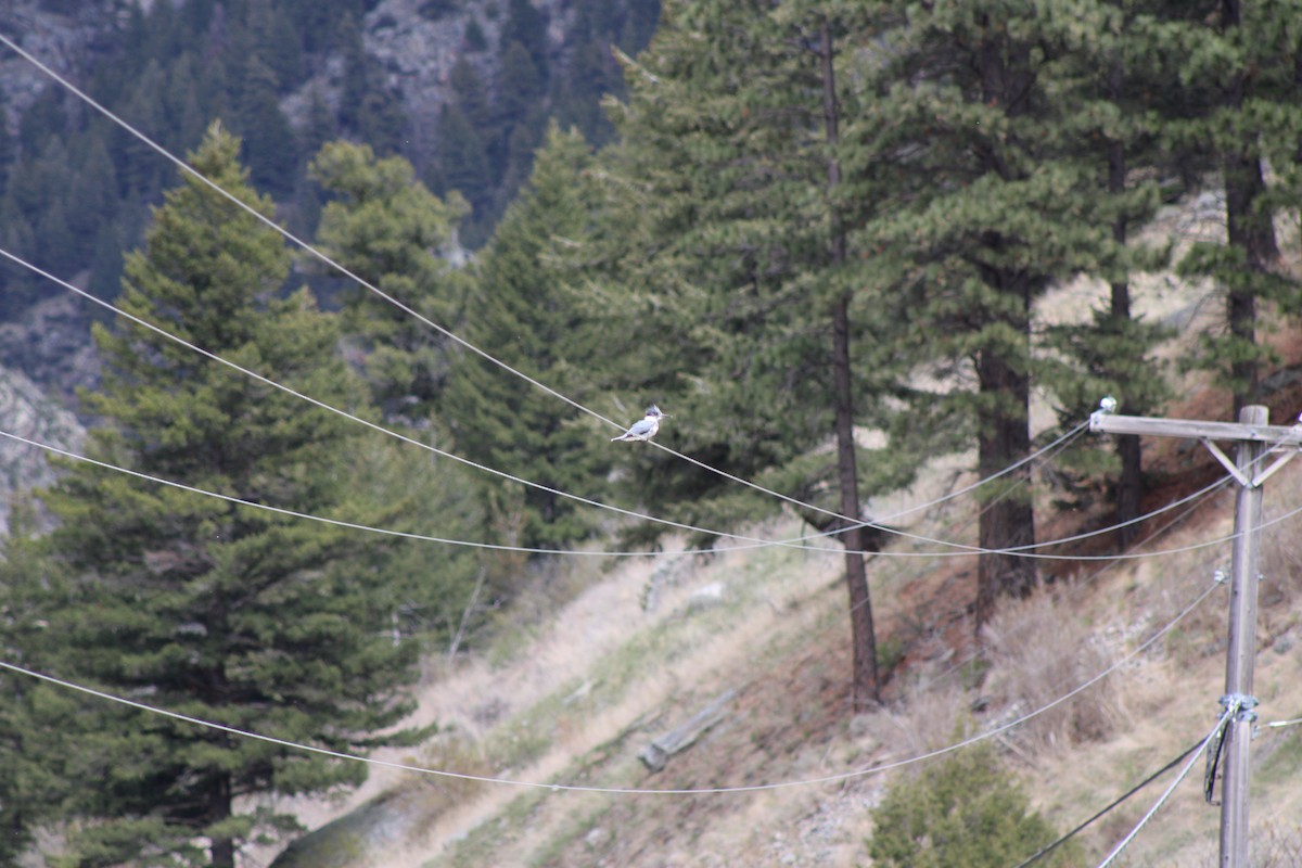 Belted Kingfisher - ML620339807