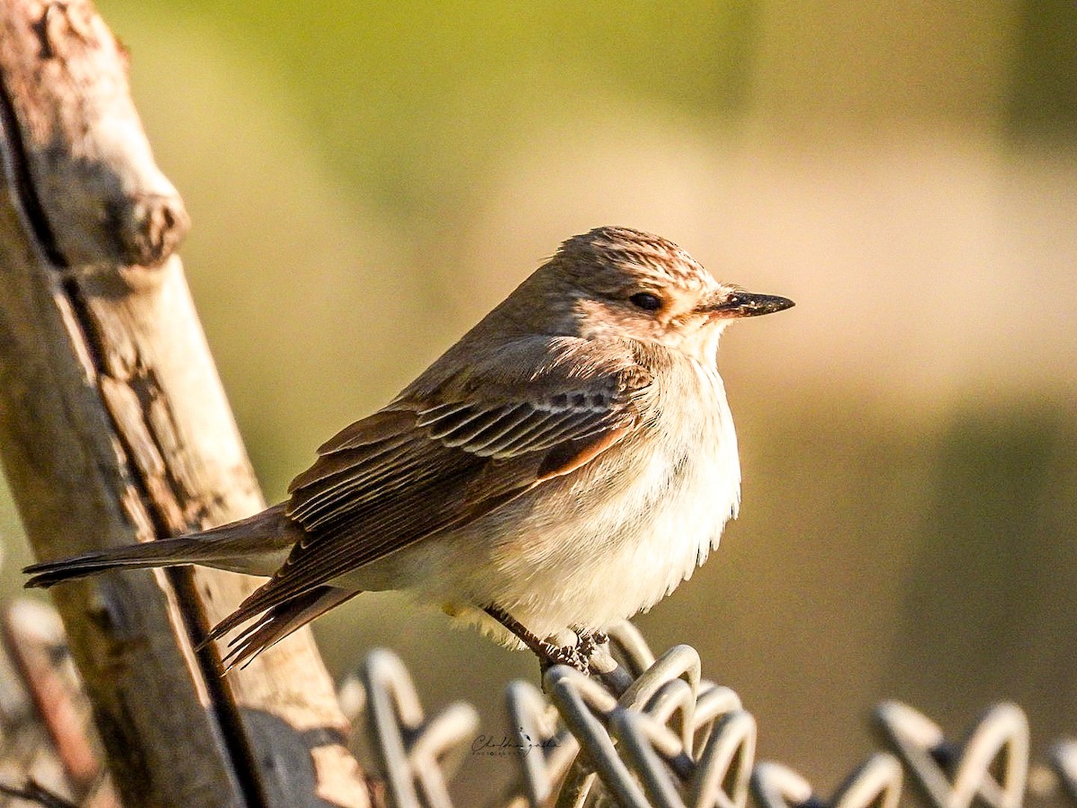 Spotted Flycatcher - ML620339809