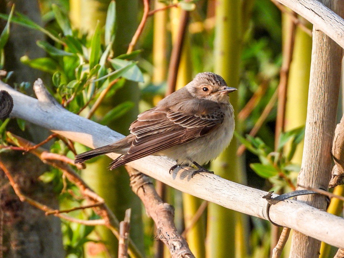 Spotted Flycatcher - ML620339811