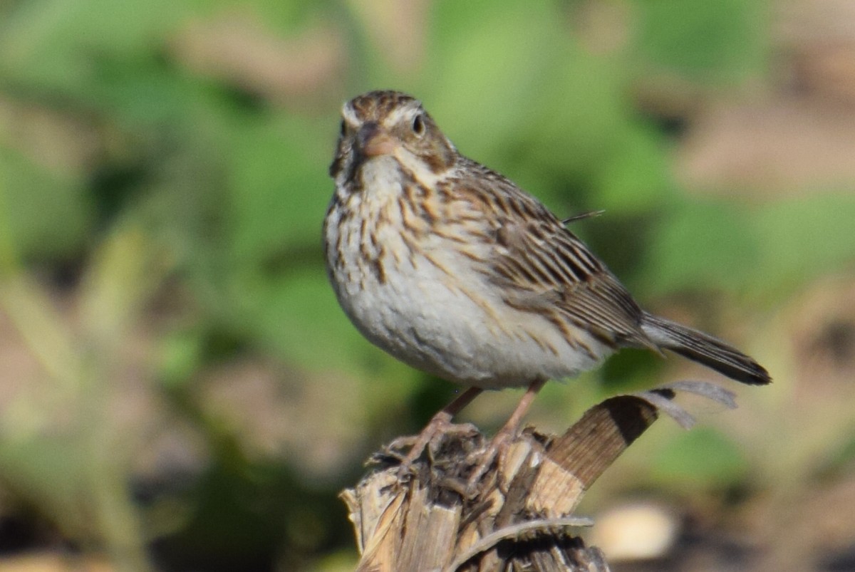 Vesper Sparrow - ML620339814