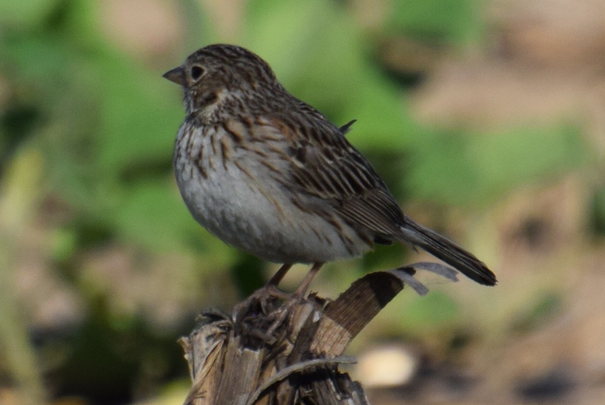 Vesper Sparrow - ML620339815