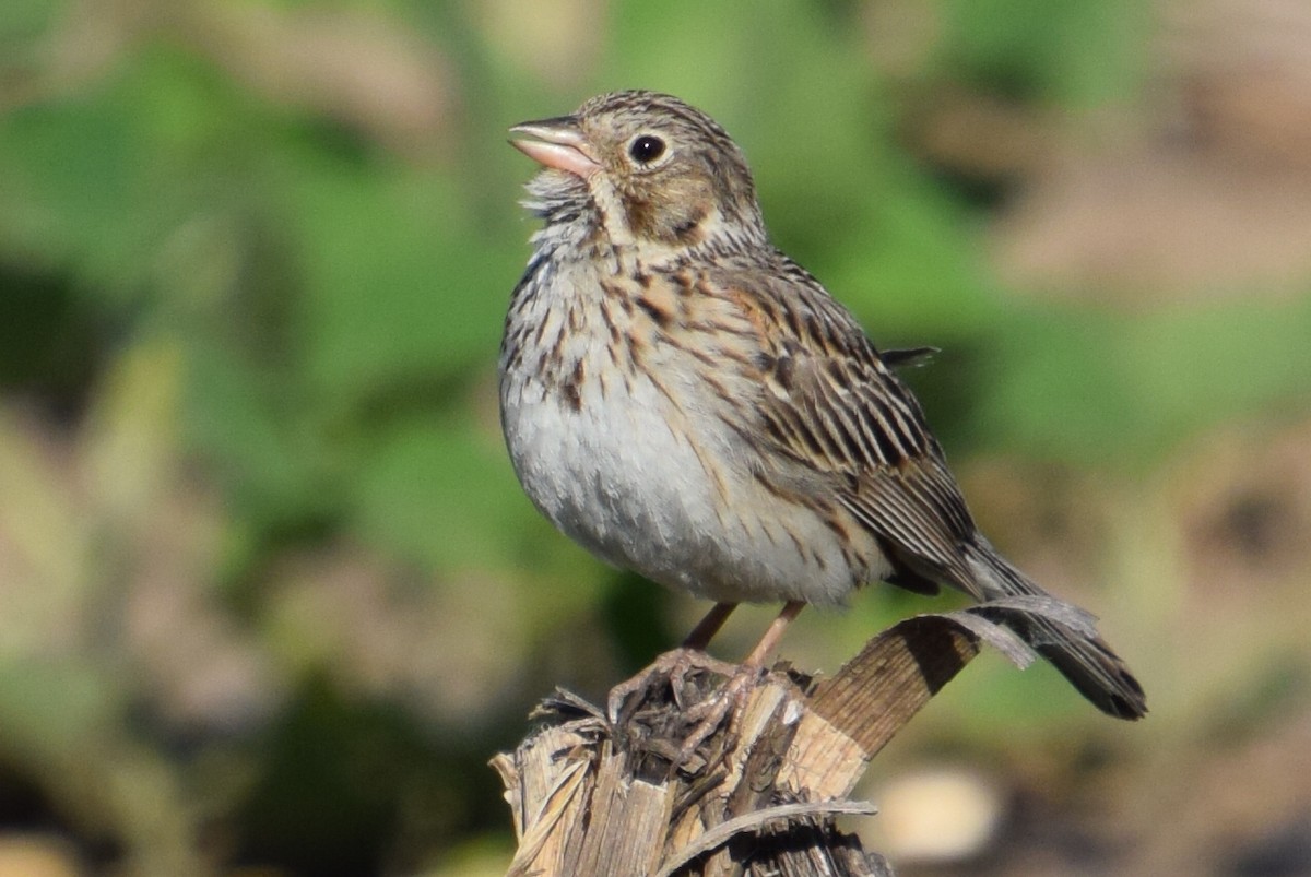 Vesper Sparrow - ML620339816