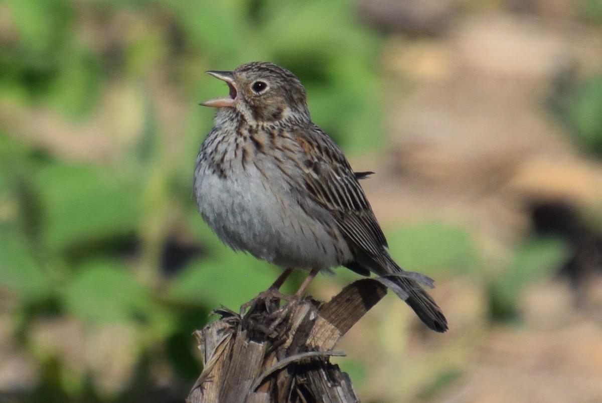 Vesper Sparrow - ML620339819