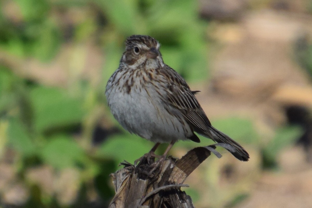 Vesper Sparrow - ML620339820