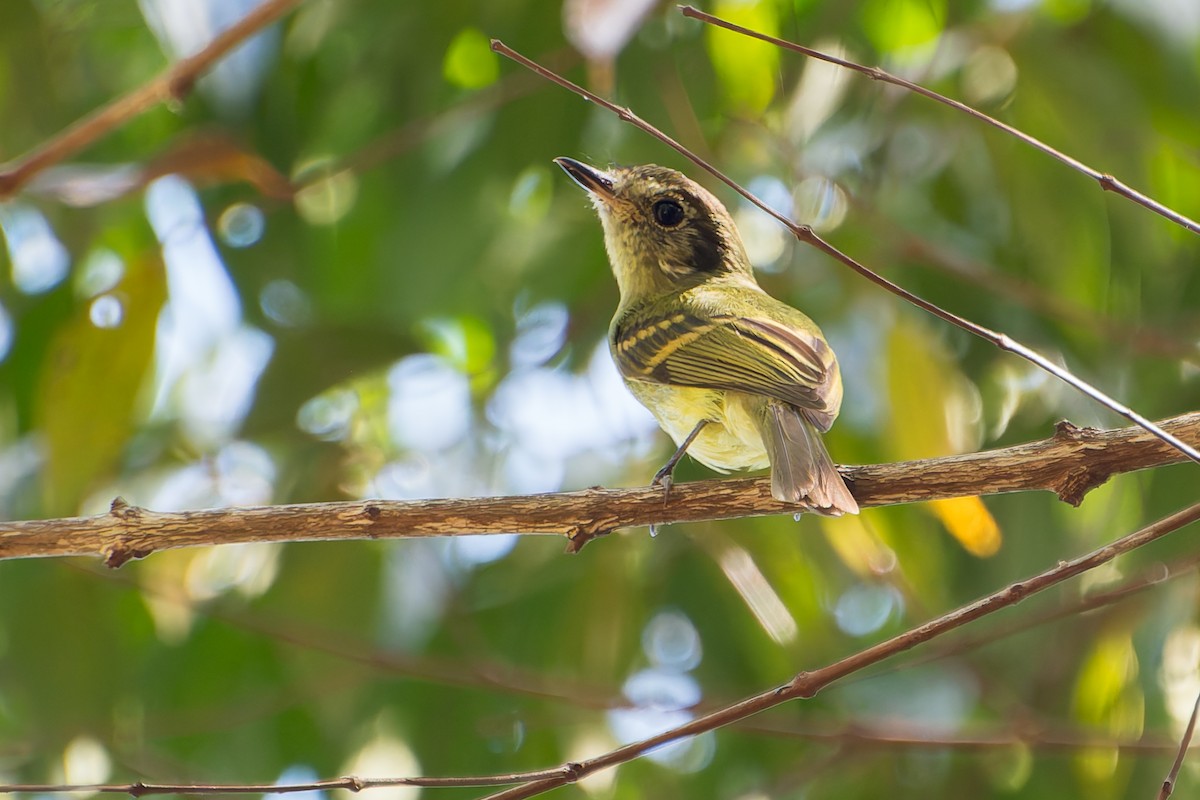 Sepia-capped Flycatcher - ML620339835