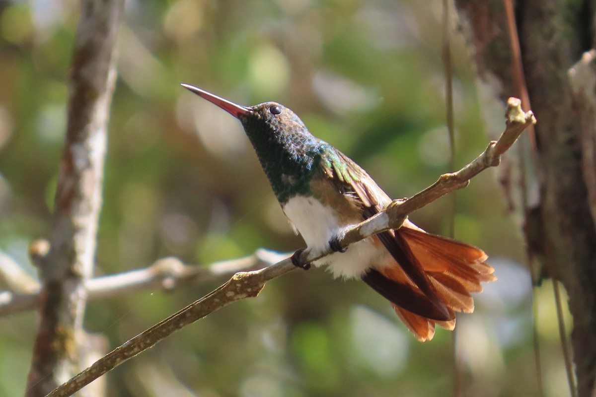 Snowy-bellied Hummingbird - ML620339839
