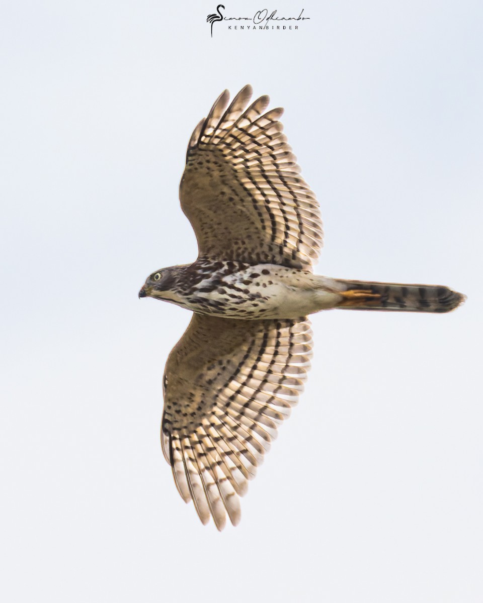 Shikra - ML620339841