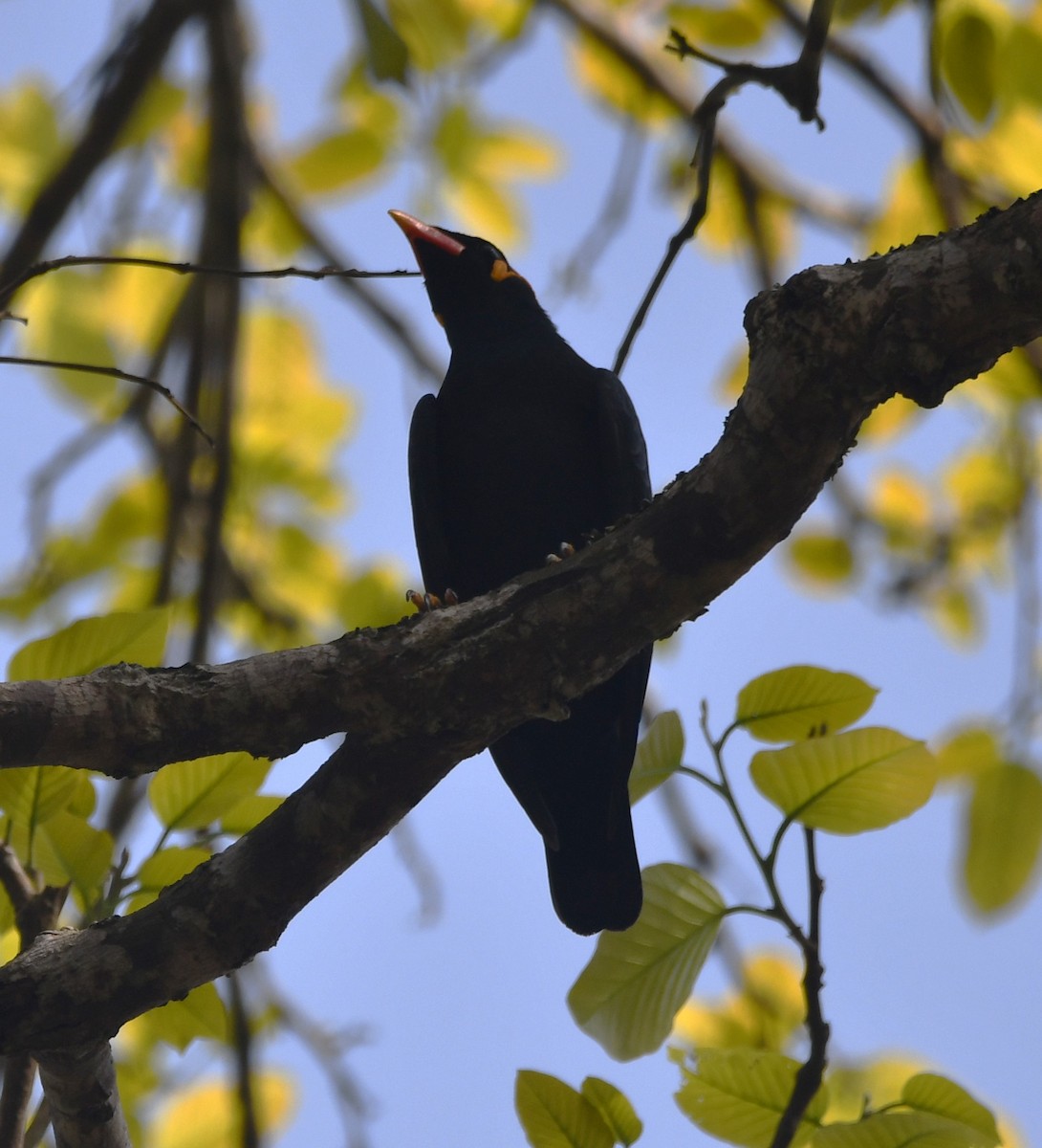 Common Hill Myna - ML620339844