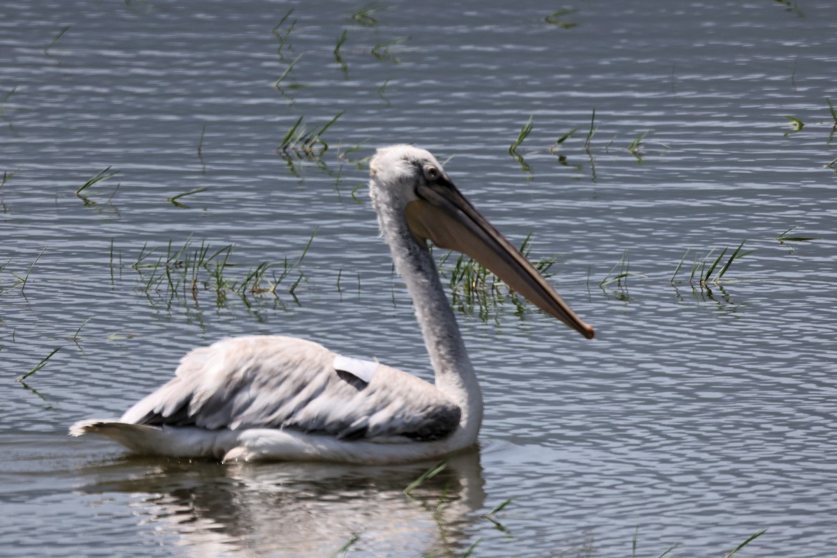 pelikán kadeřavý - ML620339854