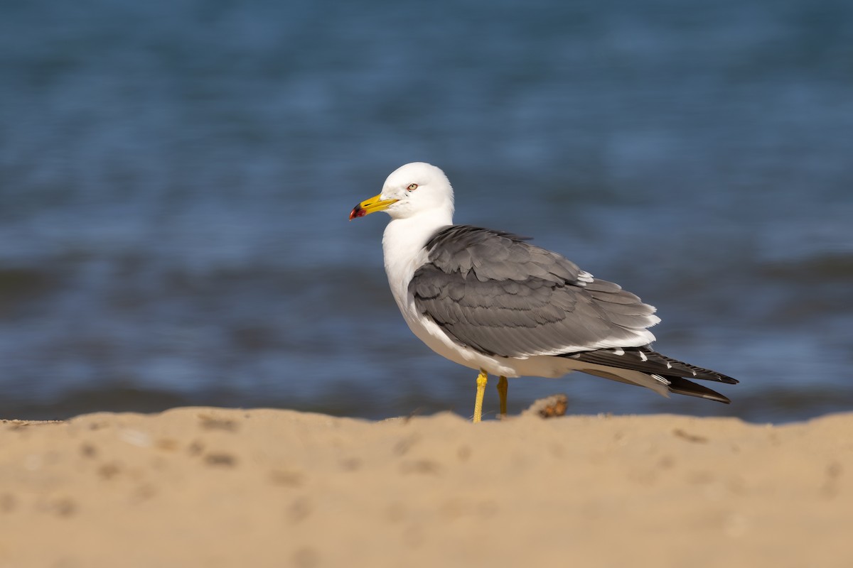 Black-tailed Gull - ML620339857