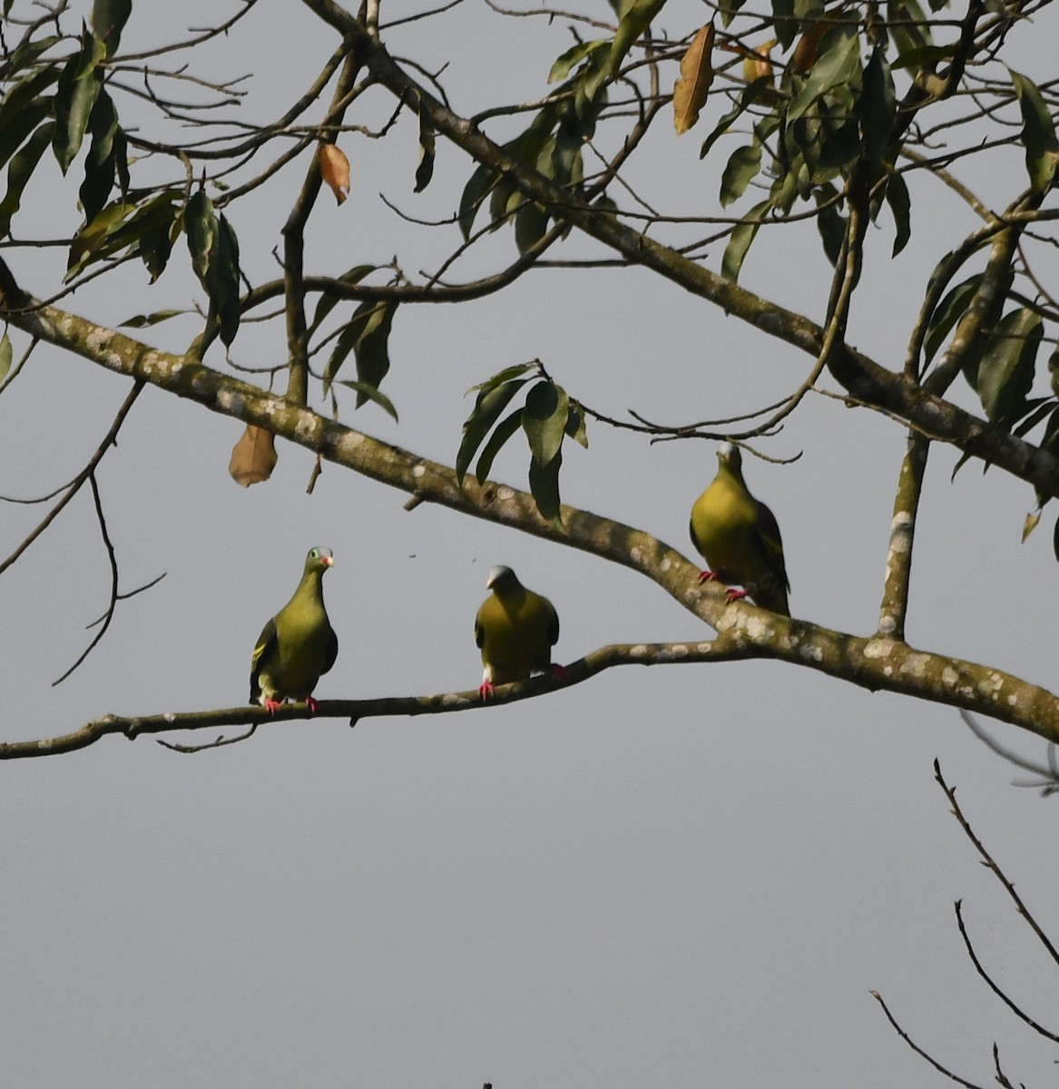 Thick-billed Green-Pigeon - ML620339862
