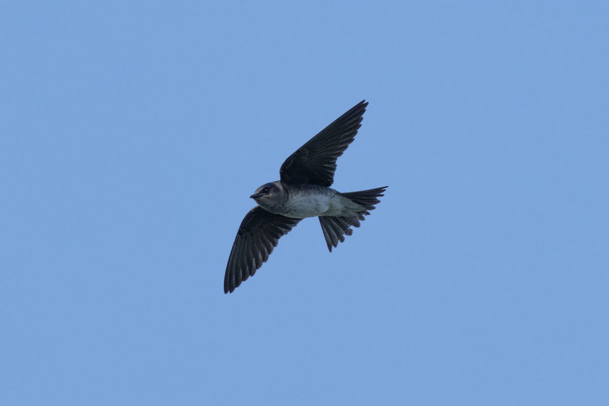 Purple Martin - ML620339870