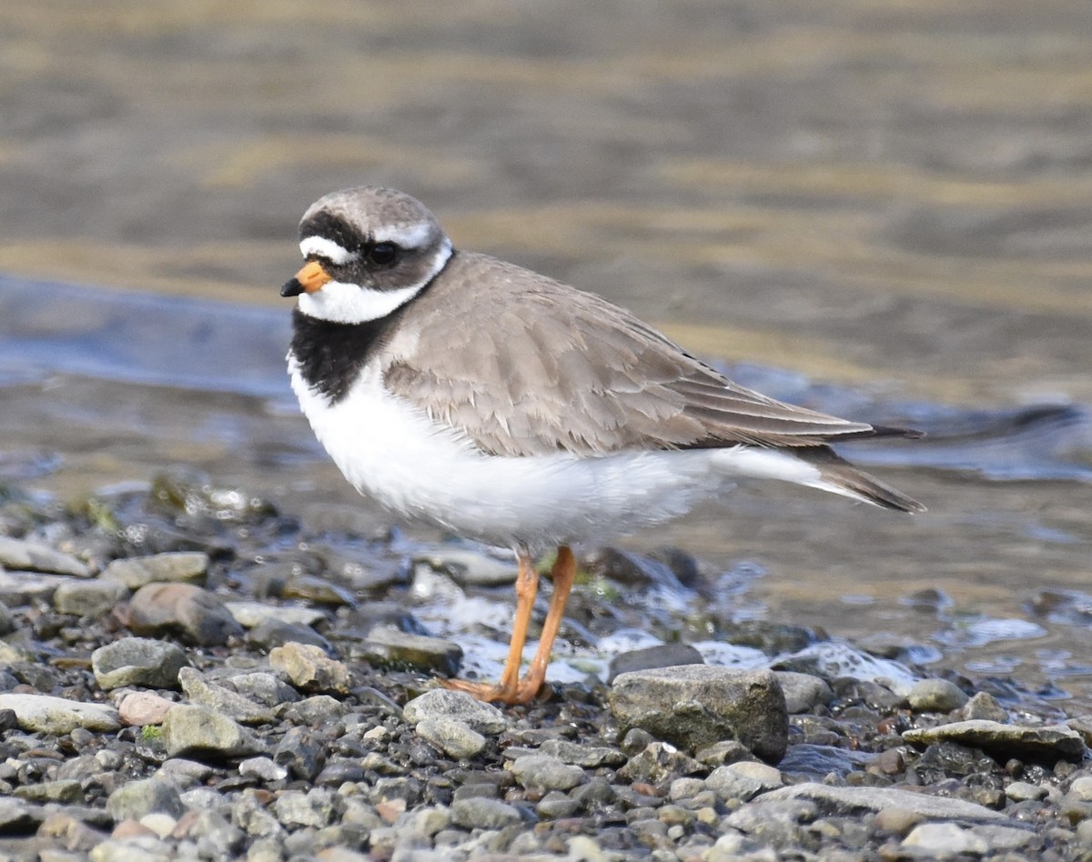 Common Ringed Plover - ML620339872
