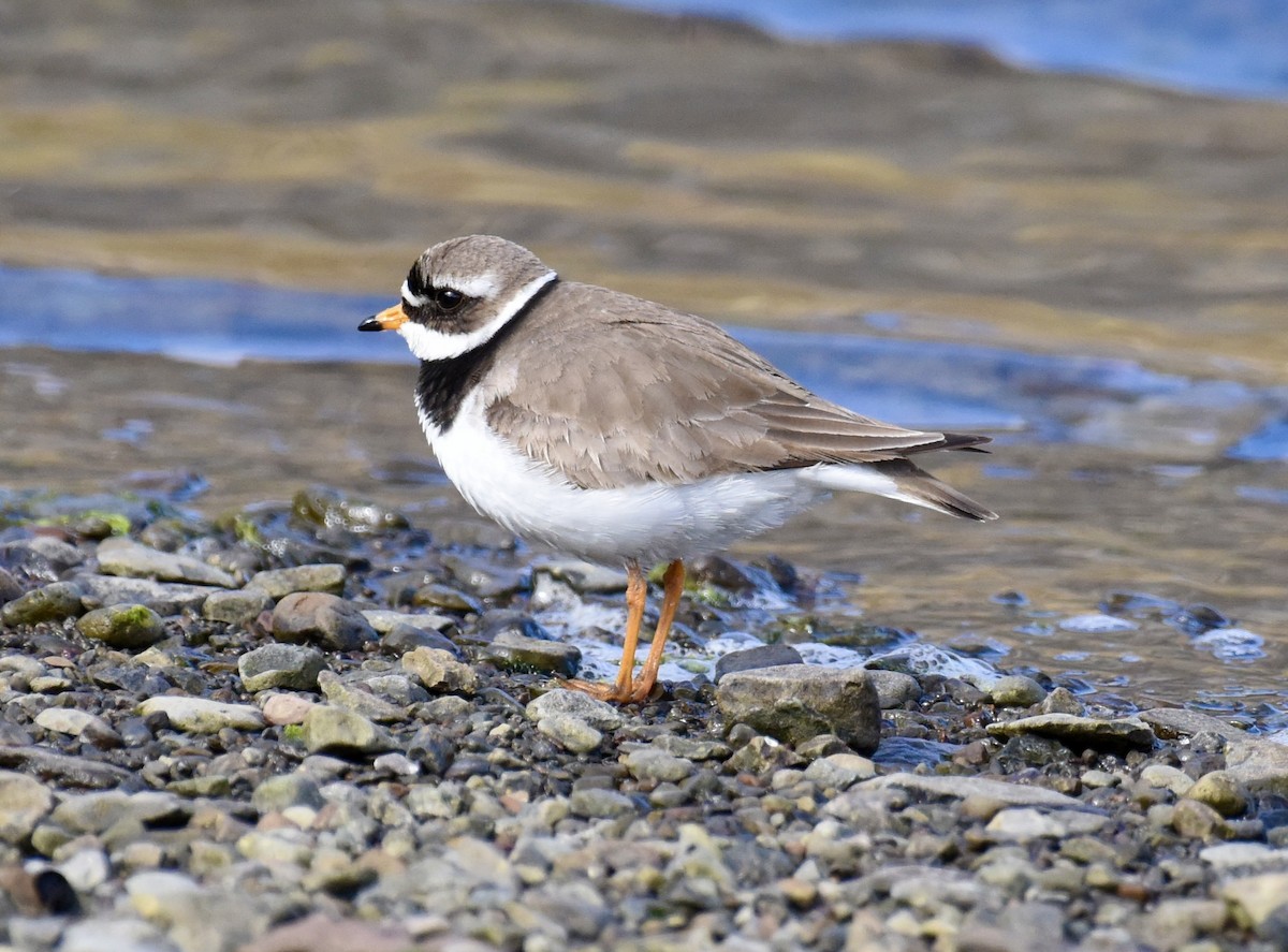 Common Ringed Plover - ML620339878