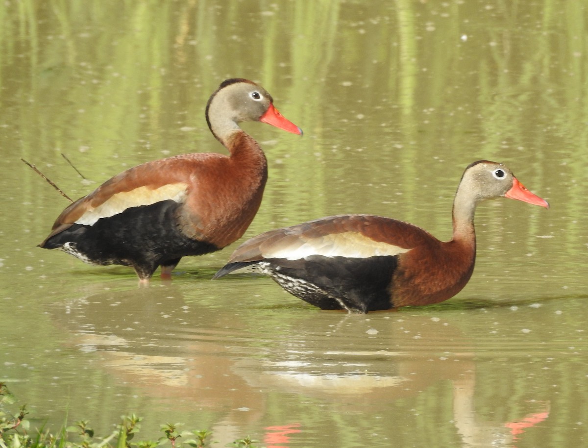 Black-bellied Whistling-Duck - ML620339893