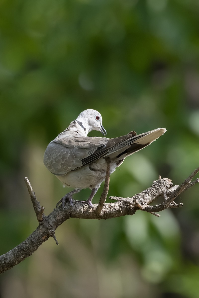 Eurasian Collared-Dove - ML620339901
