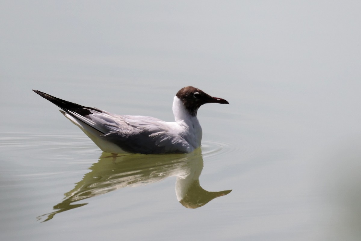 Mouette rieuse - ML620339902