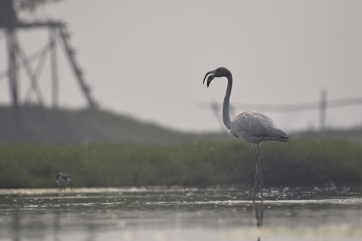 Greater Flamingo - ML620339911