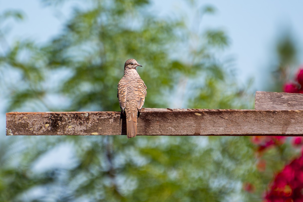 Scaled Dove - ML620339913