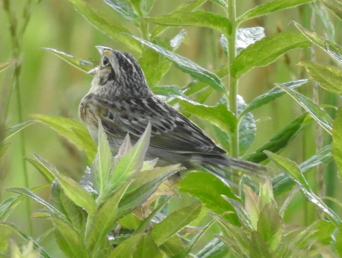 Grasshopper Sparrow - ML620339927