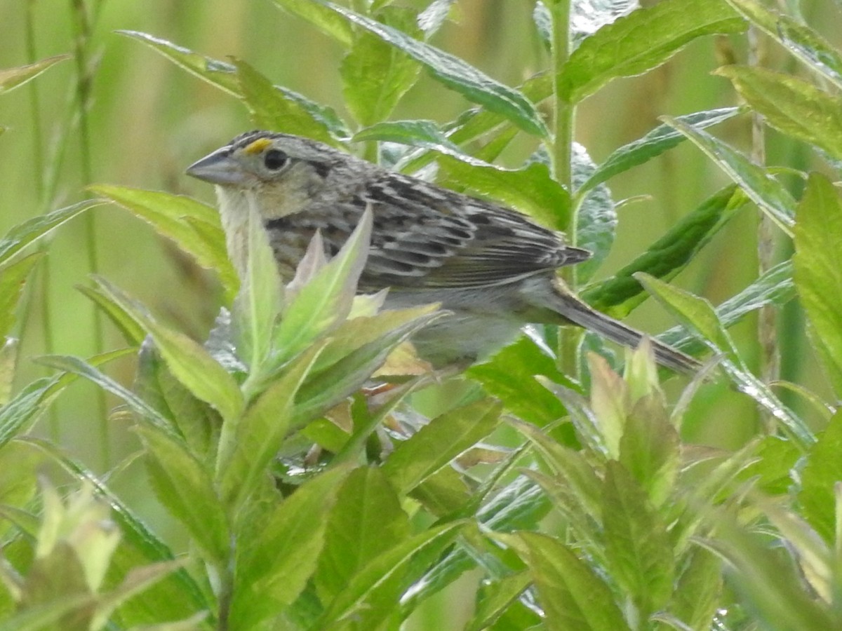Grasshopper Sparrow - ML620339928