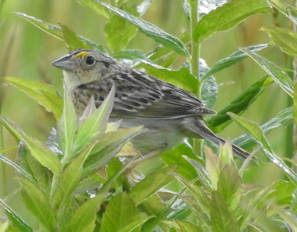 Grasshopper Sparrow - ML620339929