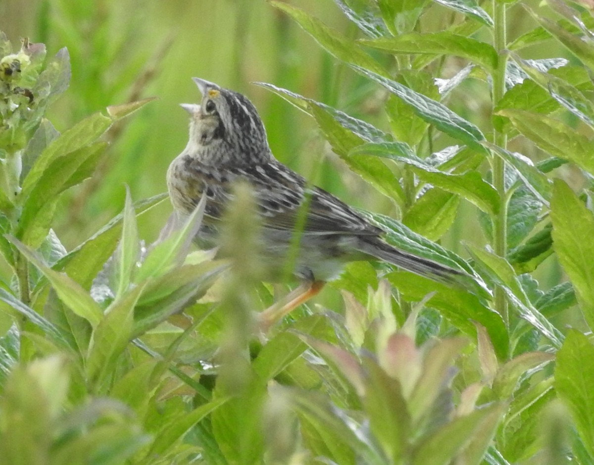 Grasshopper Sparrow - ML620339930