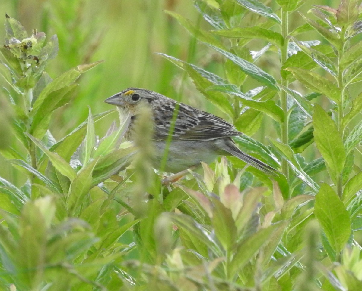 Grasshopper Sparrow - ML620339931