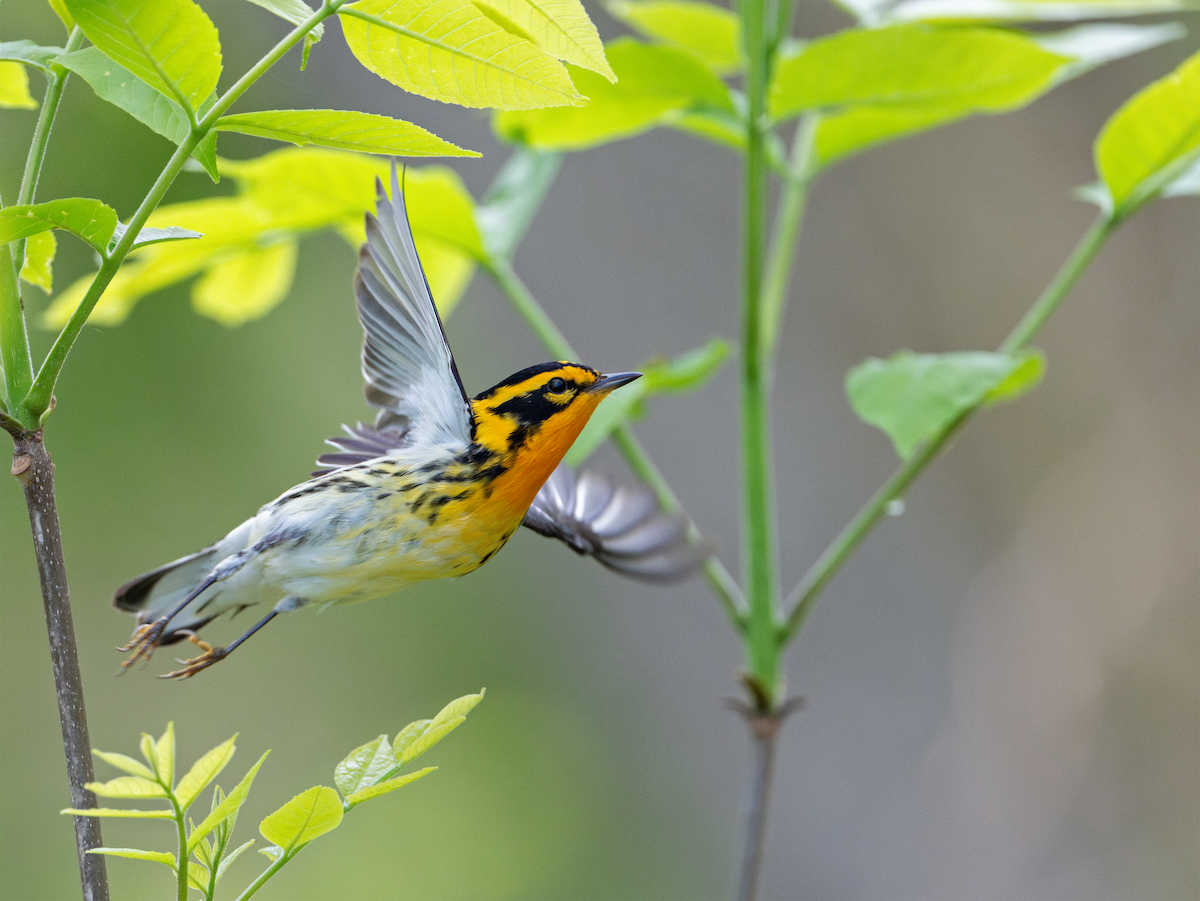 Blackburnian Warbler - ML620339932