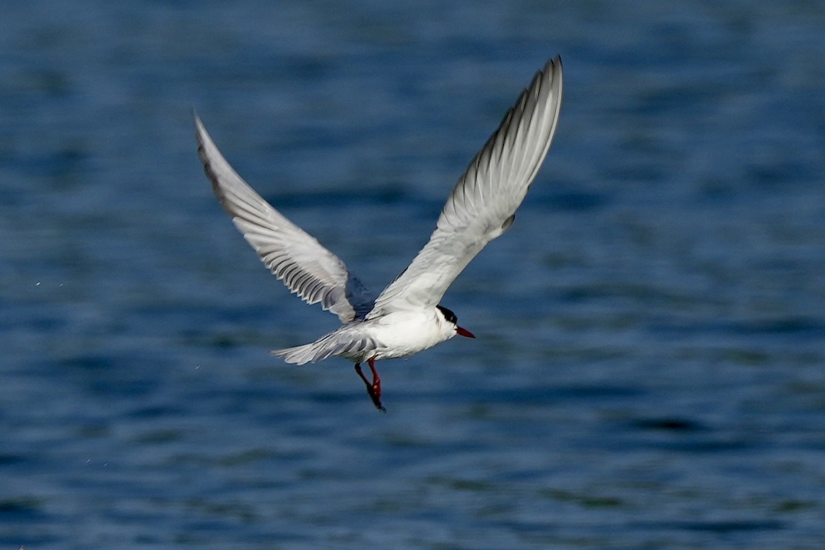 Whiskered Tern - ML620339953