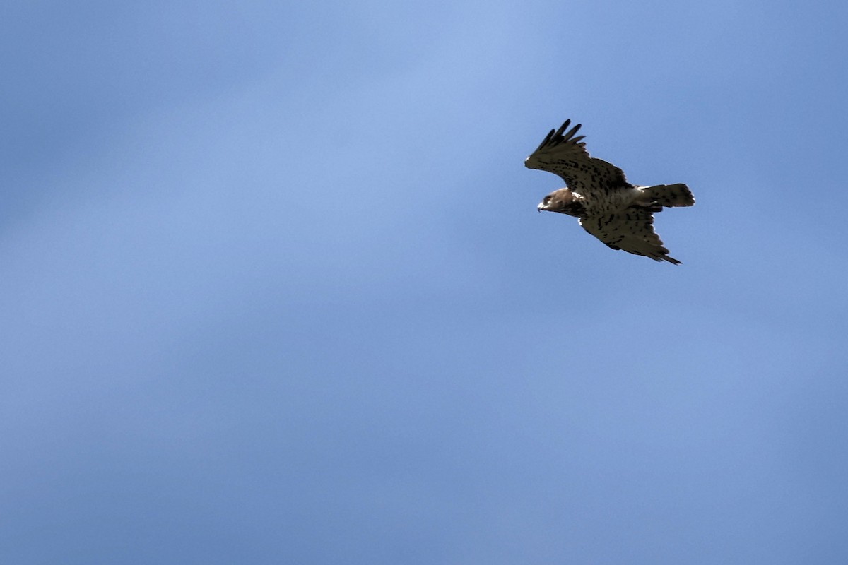 Short-toed Snake-Eagle - ML620339965