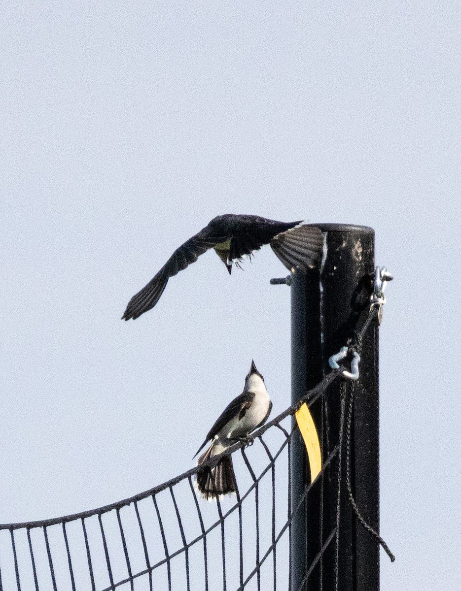 Eastern Kingbird - ML620339991