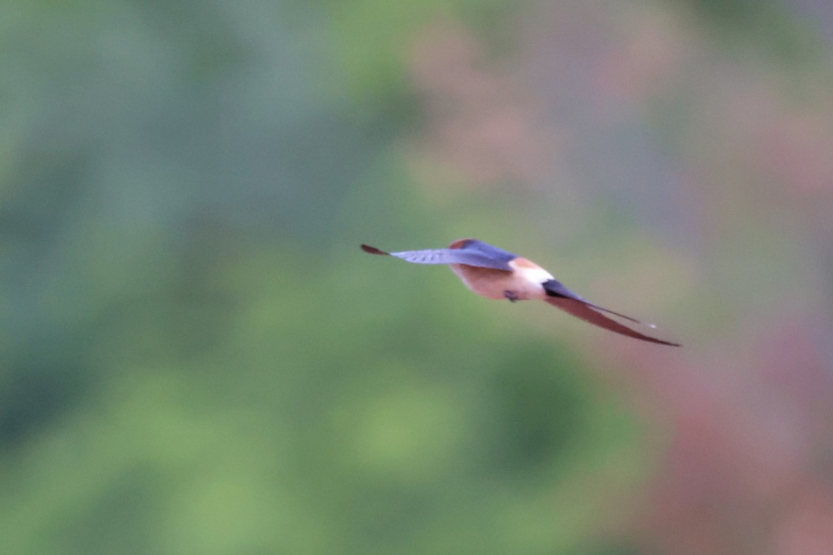 Red-rumped Swallow - ML620339994