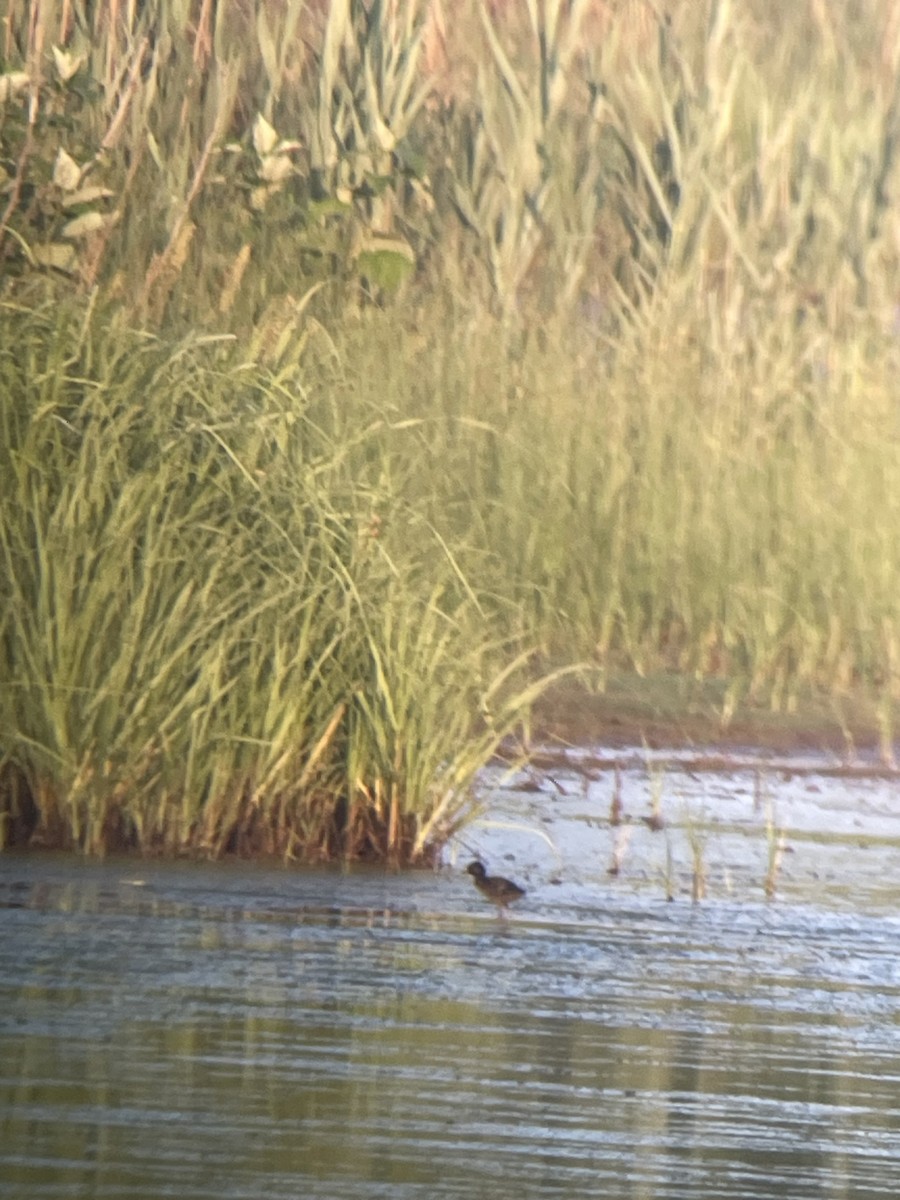 Virginia Rail - ML620339995